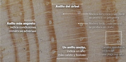 Fotografías ampliadas de los anillos de un Pinus pinaster (pino negral) con los datos de su crecimiento.