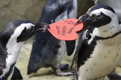 Dos pingüinos africanos compiten por un cartón de San Valentín distribuido por el biólogo Piper Dwight del acuario en la Academia de Ciencias de California en San Francisco (EE UU), el martes 12 de febrero de 2019. Los corazones fueron entregados a los pingüinos en un tipo de material que utilizan, naturalmente, para construir sus nidos.