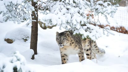 Un leopardo de las nieves en cautividad en Estados Unidos.