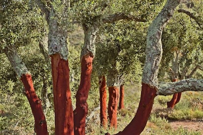 Parque natural de Serra Calderona, situado entre las provicincias de Valencia y Castellón.