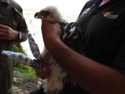 El sistema de seguimiento que llevaba puesto un águila perdicera alertó a una asociación conservacionista de que la habían matado