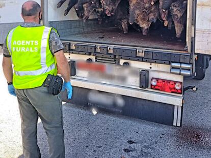 Agentes Rurales interceptan un camión frigorífico en la Garrotxa con especies comercializadas irregularmente.