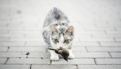 Un gato con un p&aacute;jaro en la boca. 