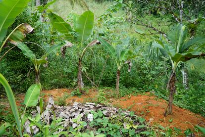 Las aguas residuales de la aldea van al núcleo de fertilización, donde se convierten en alimento para bananeras.