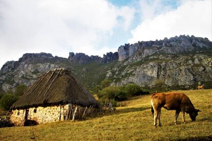 Vacas pastando en los valles de Somiedo junto a un 'teito'.