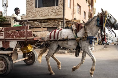 El 5 de mayo de 2021, un carro de caballos recorre las concurridas carreteras de Parcelles Assainies en Dakar. Los conductores transportan mercancías y personas a un precio reducido y, cada vez más, también recogen basura en los barrios que no cuentan con el servicio de camiones oficial.