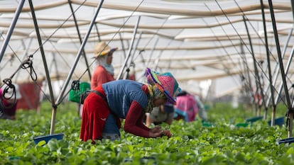 Temporeras marroquíes bajo un invernadero de fresas de la provincia de Huelva, el año pasado.