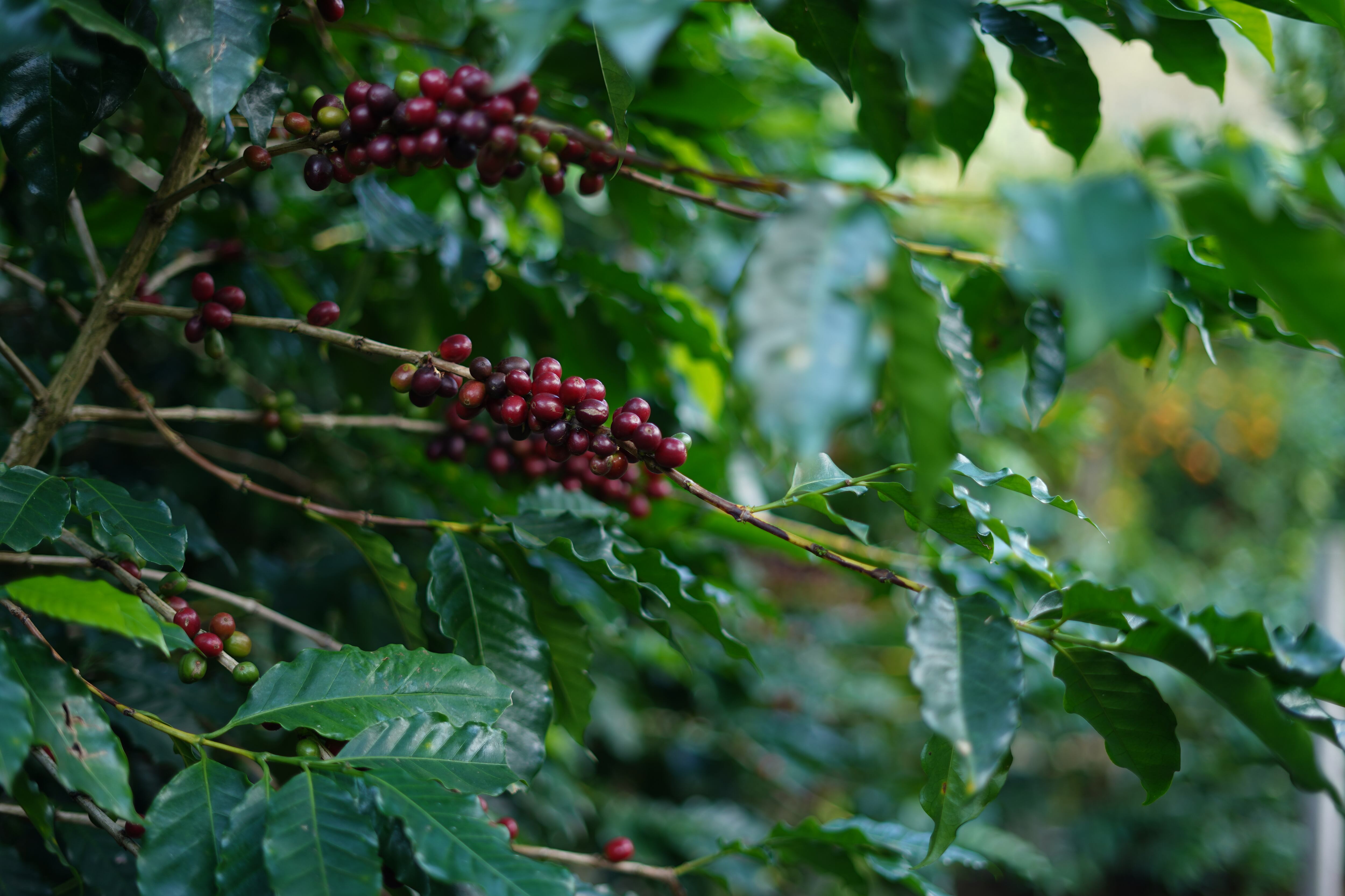 Árbol de café en Brasil.