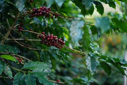 A coffee tree in Brazil.