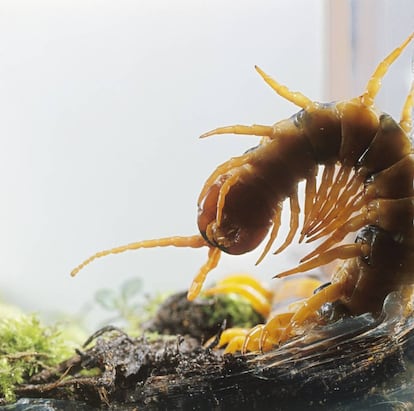 Escolopendra gigante del Amazonas.