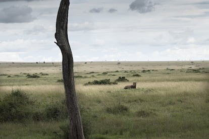 Apenas quedan 20.000 leones en África.