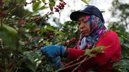 A worker picks coffee on a plantation in Colombia, in December 2024.