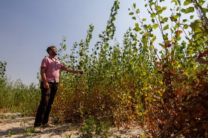 Mikhailo Mulenko, jefe del sector de protección de la naturaleza de la Reserva Nacional de Jórtitsia, una isla fluvial situada en la ciudad de Zaporiyia, explica que se ha creado un “ecosistema único en Europa” a raíz del derrumbe de la presa. Donde antes había agua ahora han crecido cientos de miles de álamos y sauces que ayudan a absorber el dióxido de carbono proveniente de las numerosas fábricas e industrias de los alrededores..