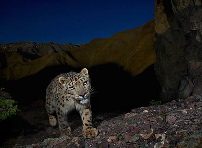 Otra foto de Winter mostrando a un leopardo de las nieves. El fotógrafo de EE.UU. tivo que recurrir a las cámaras a distancia debido a la timidez de los animales. Winter relata cómo detestaba este tipo de cámaras hasta que comenzó a pensar en las posibilidades como en el decorado de una película en la que él medía las luces y preparaba el escenario hasta que el actor, el leopardo, entrara para ser fotografiado.