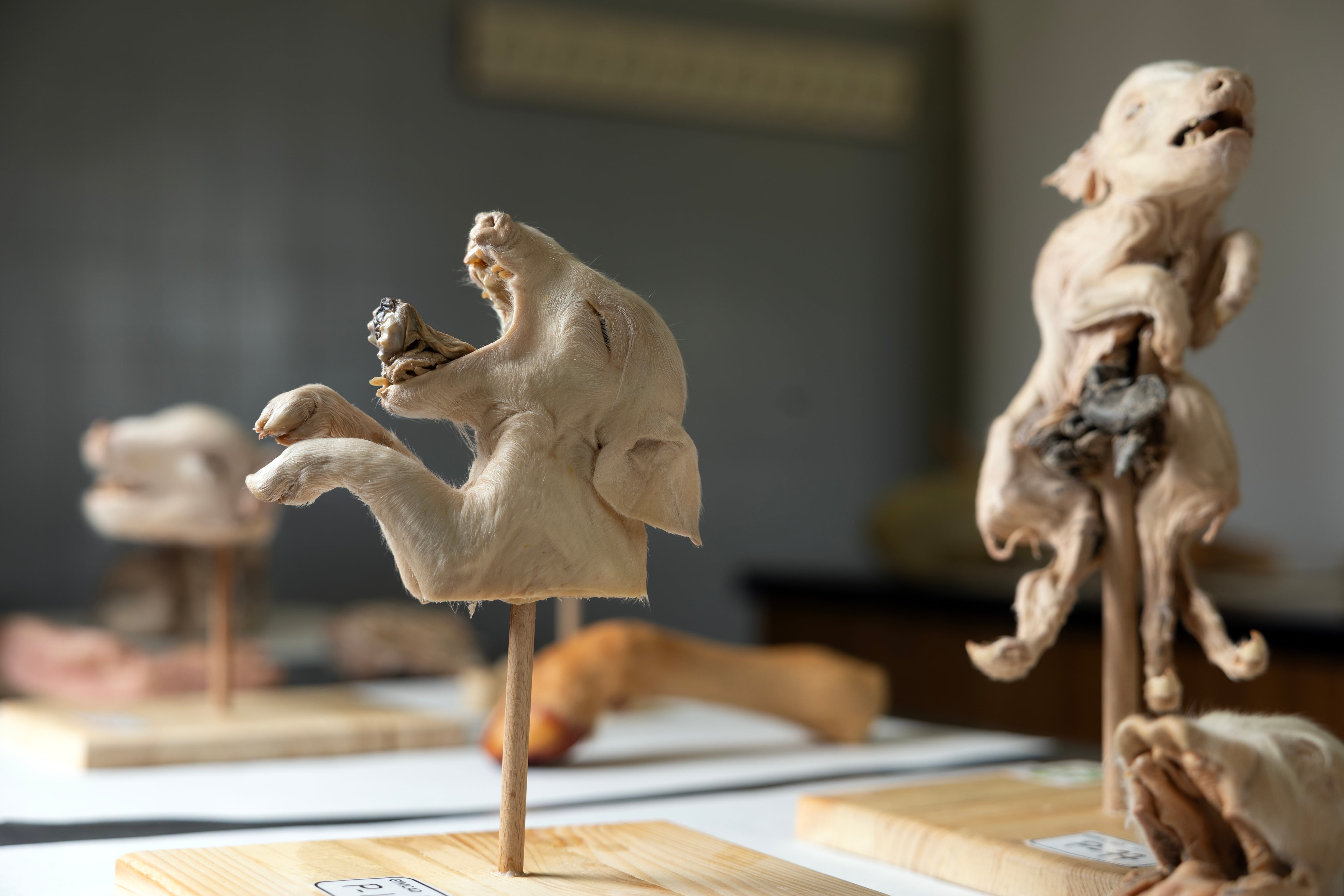 Lechones plastinados en la Facultad de Veterinaria de la Complutense, en Madrid.
