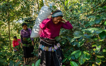 Una mujer recolecta granos de café el 25 de enero de 2024 en el municipio de Tenejapa (México). En 2023, los agricultores estiman que perdieron el 30 % de su cosecha el año pasado por el cambio climático.
