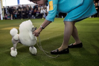 Un caniche toy junto a su entrenadora, durante una de las pruebas de la competición canina.