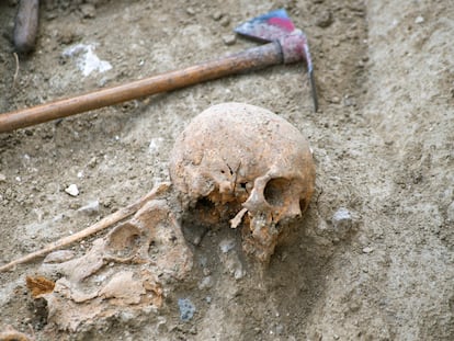 Cráneo hallado en la fosa número 702 del viejo cementerio de San Eufrasio de Jaén, la semana pasada.