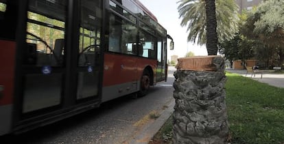 Tronco de palmera cortado en Valencia.