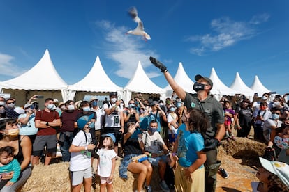 Momento de la suelta en el festival de una gaviota de Audouin recuperada.