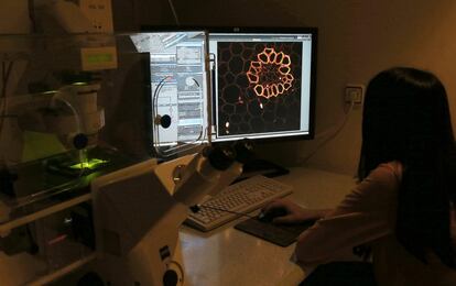 Una técnico observa al microscopio confocal, una muestra de un corte raíz de Convallaria majalis  en el Servicio de Microscopía Óptica y Confocal. Este servicio proporciona asistencia y formación en aplicaciones  de Microscopía Óptica a los grupos de investigación pertenecientes al Centro de Biología Molecular "Severo Ochoa". 