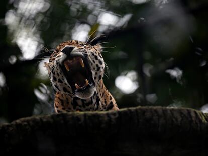 Un jaguar bosteza en el zoológico Santa Cruz, en San Antonio del Tequendama, Cundinamarca, en 2020. REUTERS