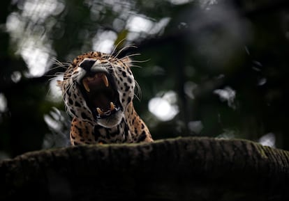 Un jaguar bosteza en el zoológico Santa Cruz, en San Antonio del Tequendama, Cundinamarca.