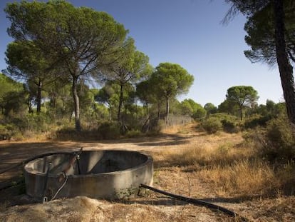 Captaci&oacute;n ilegal en Lucena del Puerto, en el entorno de Do&ntilde;ana. 