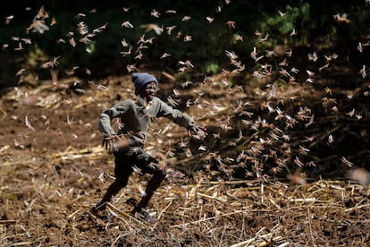 A swarm of locusts in Nakuru, Kenya.