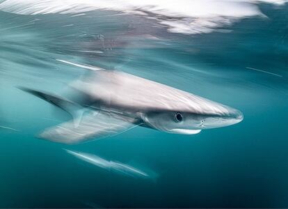 'Tiburón azul en movimiento'. <br><b>¿Temible? ¿Seguro?</b><br>El tiburón azul o tintorera (Prionace glauca) es un pez pelágico de en torno a 2,5 metros de largo y 80 kilos de peso, aproximadamente. Vaga por los océanos comiendo sardinas, aves marinas y, sobre todo, calamares, su plato favorito. Tiene los ojos grandes y oscuros, como una metáfora de la soledad, y los dientes son altos, estrechos, curvados y en forma de sierra, como lo que son: su única arma en la inmensidad oceánica. Todo queda rematado por un morro puntiagudo que confirma una imagen temible escasa o nulamente justificada. La tintorera parece agresiva, sí, pero no lo es en absoluto. Es extrañísimo que ataque al ser humano y si lo hace es por equivocación o por miedo. Estamos, por este orden, ante un animal marino clave en la preservación de la cadena alimentaria, una criatura en peligro de extinción y una de las presas favoritas de los pescadores de tiburones, que cada año matan unos 100 millones de ejemplares en todo el mundo. La tintorera es una especie cosmopolita: pueden encontrarse ejemplares en todos los océanos. El de la imagen fue avistado al sureste de la costa británica. La fotografía llegó a ser una de las finalistas del concurso Underwater Photographer of the Year 2020.