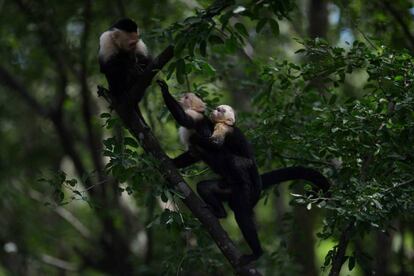Una familia de monos capuchinos en el zoo de El Salvador, en San Salvador.