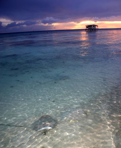 Una manta raya llega a la playa para alimentarse. Isla de Fakarava