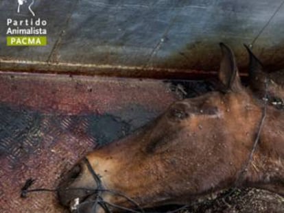 Imagen de equinos muertos en El Roc&iacute;o, el pasado 2015. 