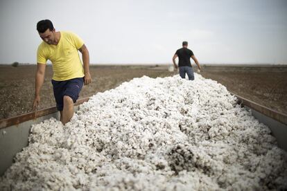 Debido al poco peso específico de la fibra de algodón, es de gran importancia su compactación, entrando más cantidad en el remolque.
