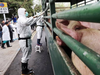 Unos trabajadores controlan los cerdos de un matadero en Sheung Shui, Hong Kong. 