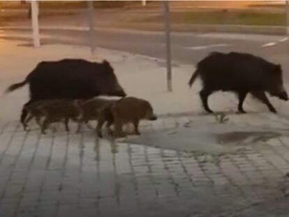 Una familia de jabalíes, de paseo por el campus universitario de Madrid