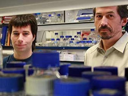 Alberto López (izquierda) y Antonio Alcamí en su laboratorio del Centro Nacional de Biotecnología.