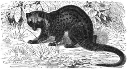 Civeta