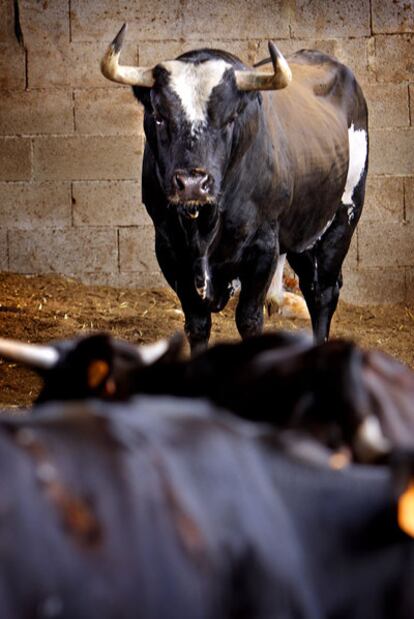 <i>Ratn,</i> en los corrales de su ganadera en Sueca (Valencia).