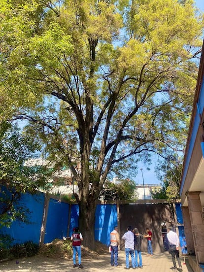 El árbol Eugenio, en la colonia Del Valle en Ciudad de México, el 13 de junio.