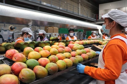 Trabajadoras en la planta de producción de mango de Trops, en Vélez-Málaga.