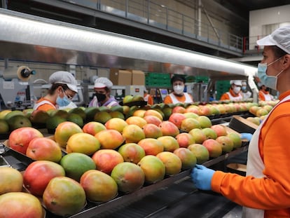 Trabajadoras en la planta de producción de mango de Trops, en Vélez-Málaga.