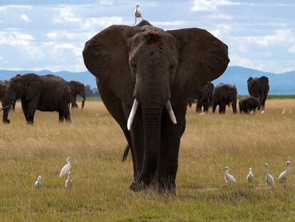 Un pájaro se posa sobre un elefante mientras camina en el Parque Nacional Amboseli en el condado de Kajiado, Kenia.