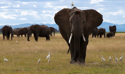 Un pájaro se posa sobre un elefante mientras camina en el Parque Nacional Amboseli en el condado de Kajiado, Kenia