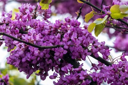 La abundancia de las flores del árbol del amor ocultan prácticamente las ramas.