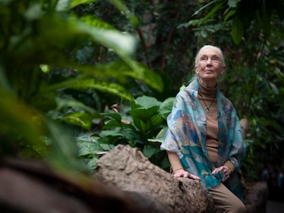 Jane Goodall, en Barcelona en diciembre de 2018