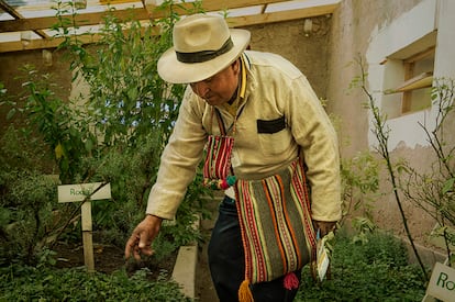 El Dr. Francisco Mamani en el vivero-laboratorio de plantas medicinales de Villa Esteban Arce.