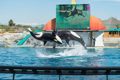 Dos orcas en un espectáculo en el parque acuático de Marineland.