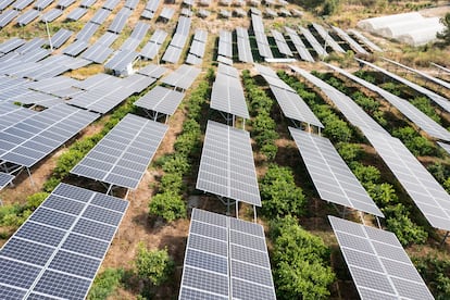 Una instalación agrovoltaica.