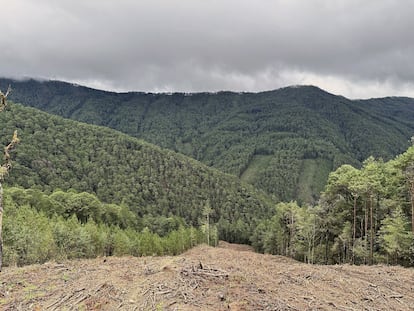 Vista del bosque de la Sierra Norte, desde Ixtlán de Juárez, en el Estado de Oaxaca, México.